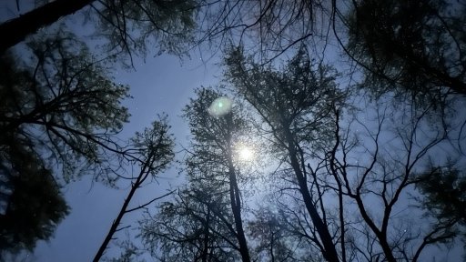 IMG_8250.jpeg