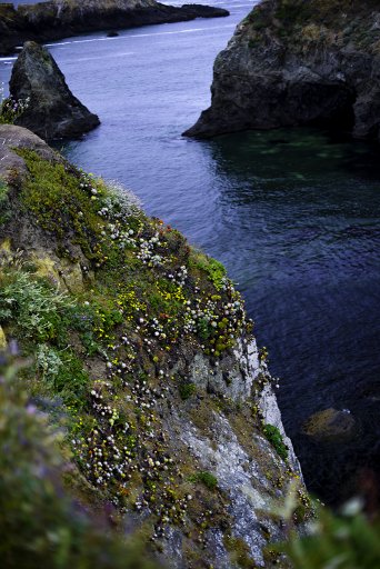 Mendocino Headlands copy.jpg