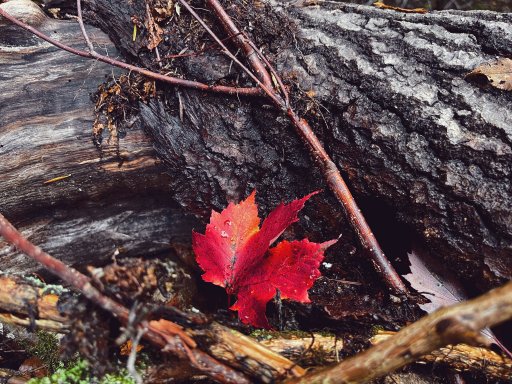 Maple leaf.jpg