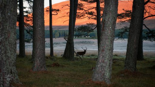 Red Deer Morning Alarm Clock.jpg