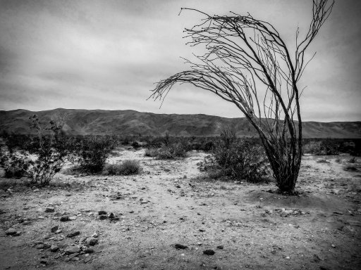 Desert Solitude B&W-6.jpg
