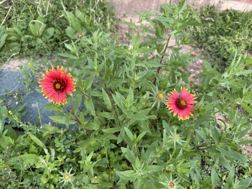 IMG_2728.jpeg