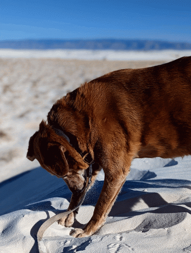 PXL_20230122_211524933.PORTRAIT-ANIMATION.gif