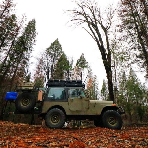 Jade - right at home in the woods - February 2017.jpg