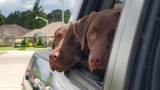 Cocoa & Mocha.jpg