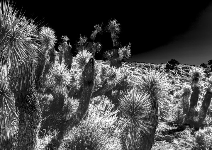 DSC_0248small.jpg