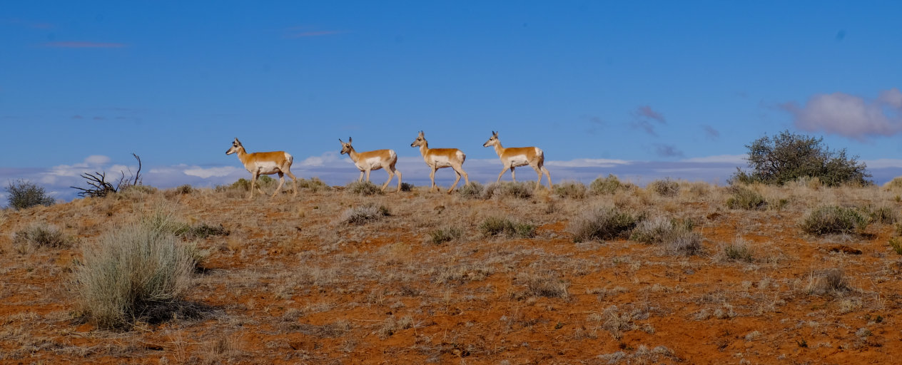 Pronghorn -01 DSCF5697.png