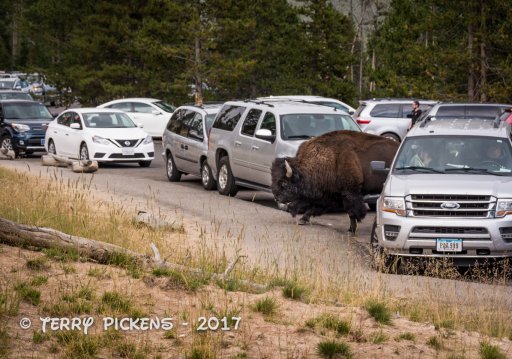 Day 3b yellowstone-11.jpg