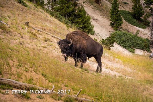 Day 3b yellowstone-12.jpg