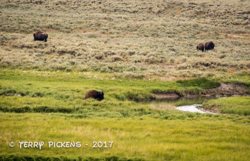 Day 3b yellowstone-14.jpg