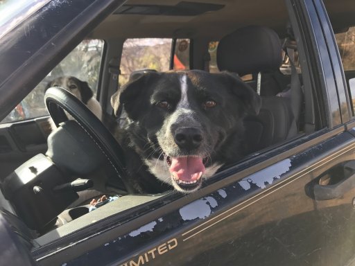 jeep dogs.jpg