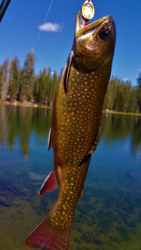 Brook Trout.jpg