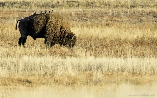 YellowstoneBison-2518.jpg