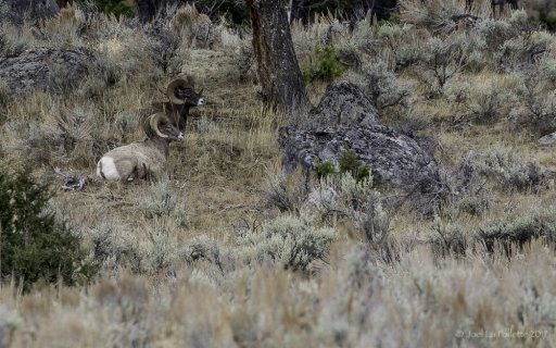 YellowstoneBigHorn-2682.jpg