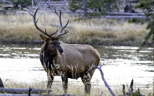 YellowstoneElk-2443.jpg