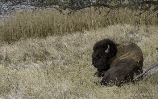 YellowstoneBison-2691.jpg