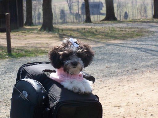 Abby on the Harley.jpg