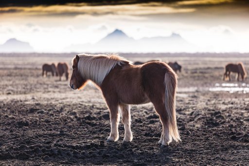 natgeohorse.jpg