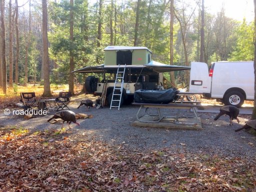 roaddude_cadescove-turkeys_3883.jpg