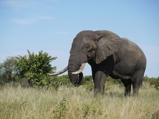 Kruger Park Bull Elephant July.jpg