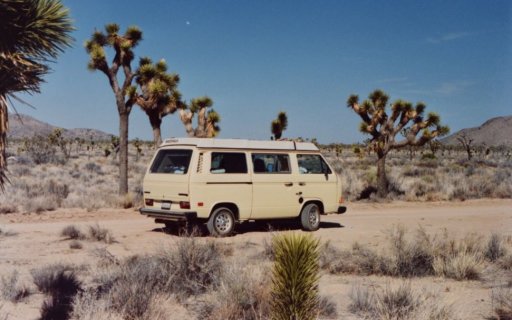 Joshua Tree.JPG