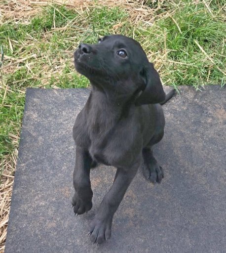 Daisy 15 wks. cropped.JPG