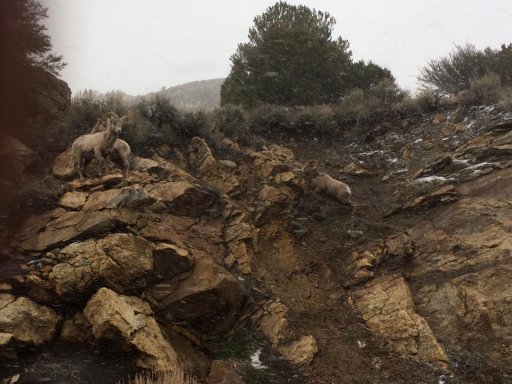 Ruby Mnt Goats 2.jpg