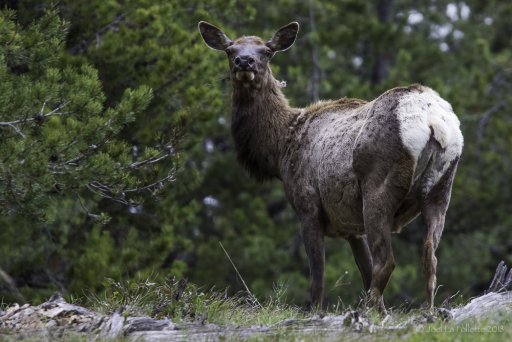 YellowstoneTeton-3720.jpg