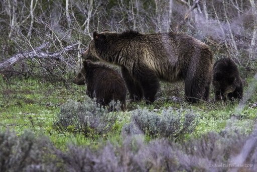 YellowstoneTeton-3811.jpg