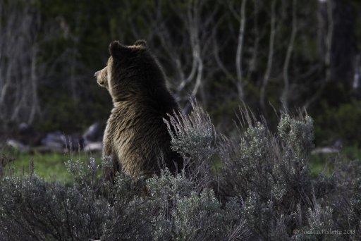 YellowstoneTeton-3927.jpg