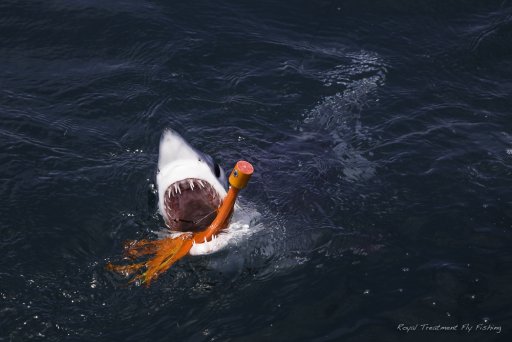 Sharktrip-6224.jpg