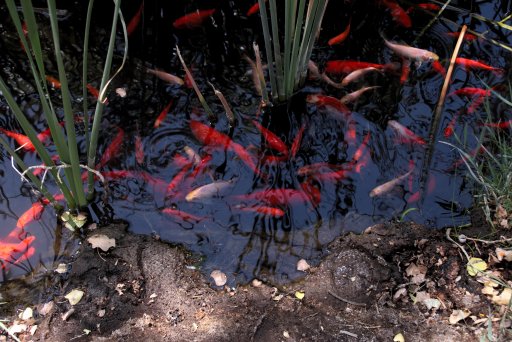 China Garden Spring - Koi Fish.jpg