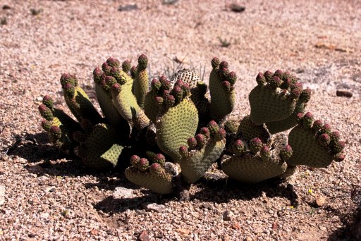 Alabama Hills Cactus.jpg