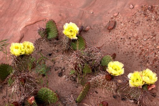 Cactus in Bloom 2.jpg
