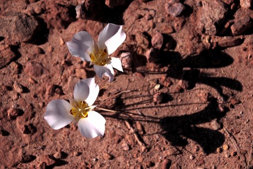 Flowers with shadows.jpg