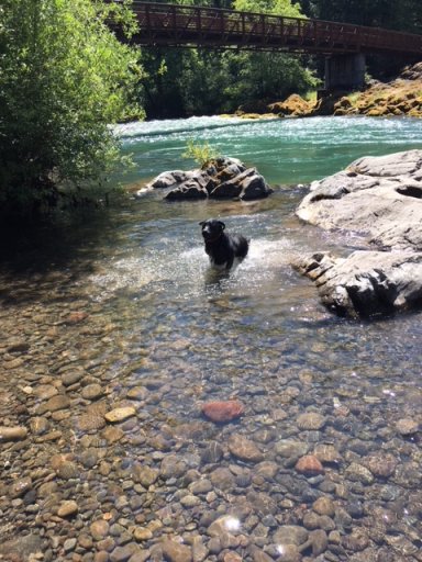 Willie Peter Loggingtruck running in the creek.JPG