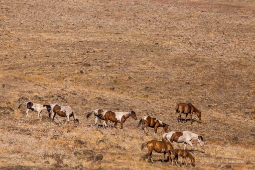 Wild Horses-8585.jpg