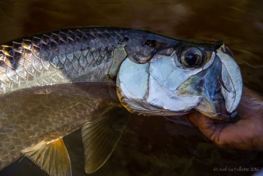 Yucatan Tarpon-2312.jpg
