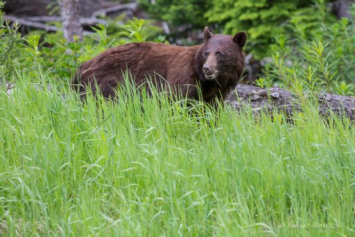 Whistler Bear-6866.jpg