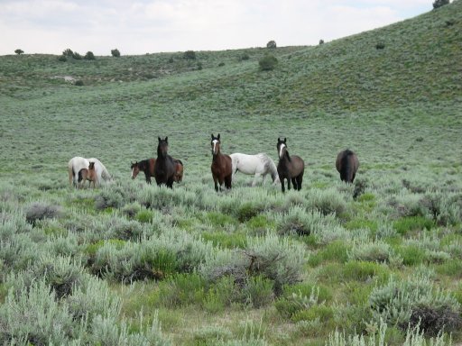 McBride Springs 1.JPG