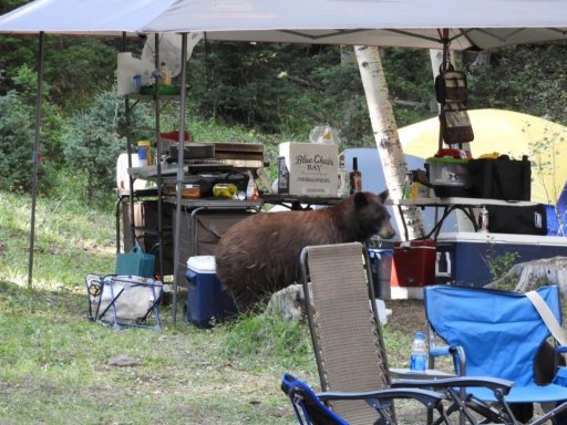 bear camp 1.jpg
