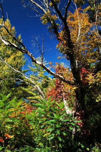 Wild_Colors_.jpg