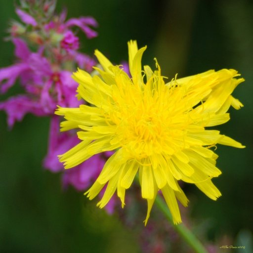 Yellow&Pink_.jpg