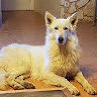 loup_8a1953