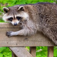 Trash Panda