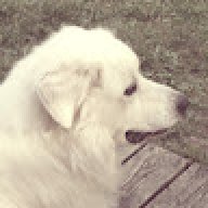 Randy_a94496