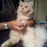 raja_63ddba