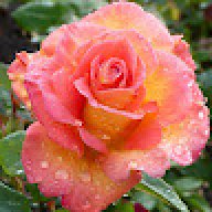 Glenda_aa11c9
