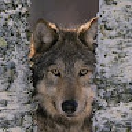 LOBO_d63fcf