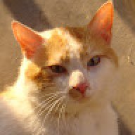Cat_43b15f